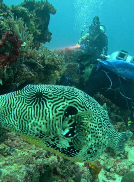 Andau-Dive-05