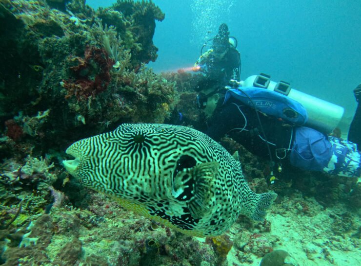 Andau-Dive-05