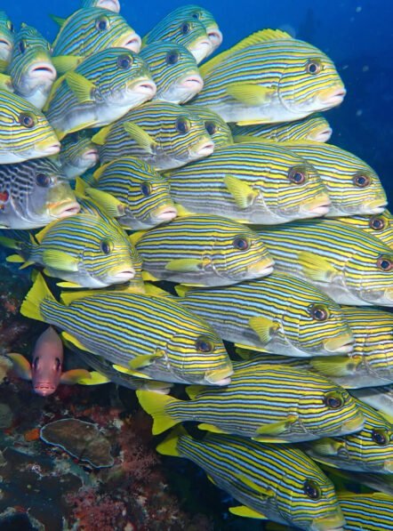 Andau-Dive-10