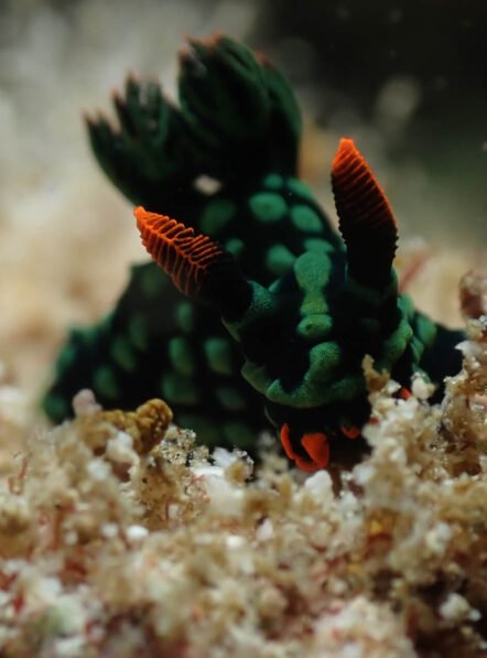 Andau-Dive-11