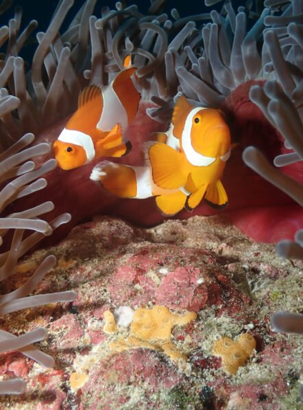 Andau-Dive-14